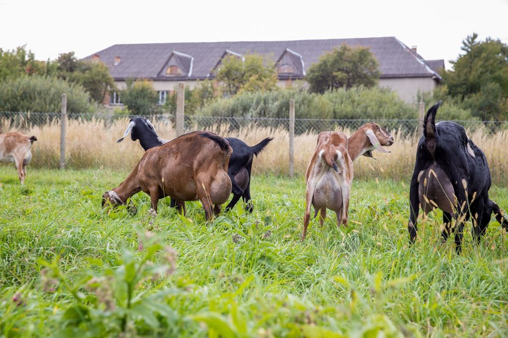 Англо-нубійскі кози