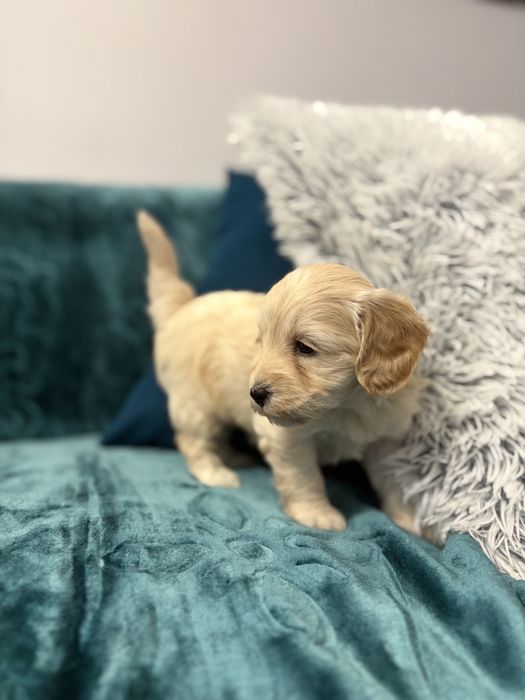 Uroczy szczeniak rasy maltipoo