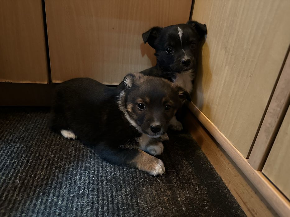 Дві гарні маленькі собачки в добрі руки безкоштовно"
