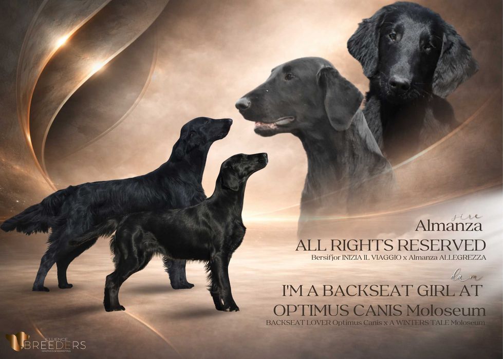 FLAT COATED RETRIEVER - czarna dziewczynka gotowa do odbioru :)