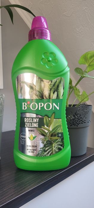 Kwiat duży Benjamin