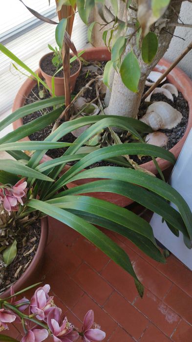 Vendo esta Planta, está um pouco danificada por causa da tempestade...