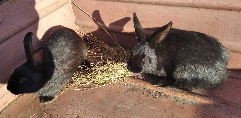 Кроленята, кролики, кролі