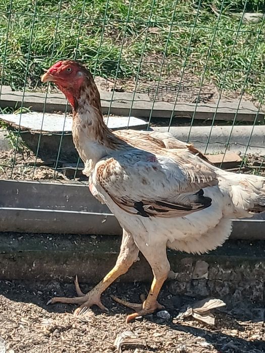 Ovos indios gigantes