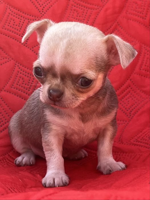 Chihuahua Femea  Pelo Curto
