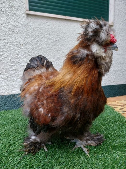 Galo Sedosa do Japão barbuda