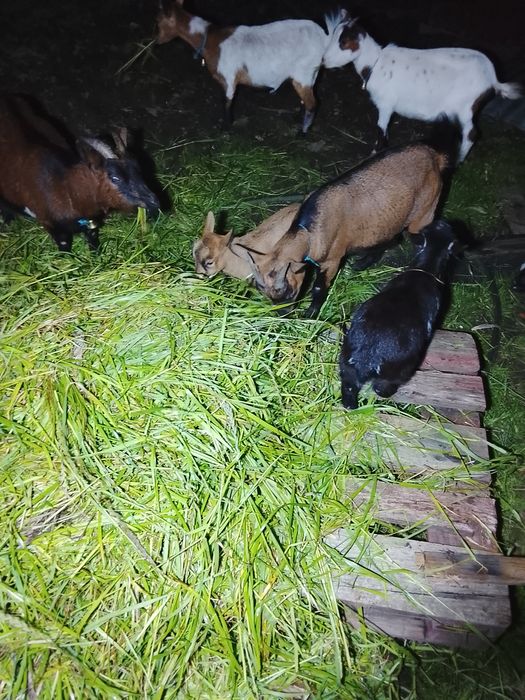 Cabritos e cabras anas