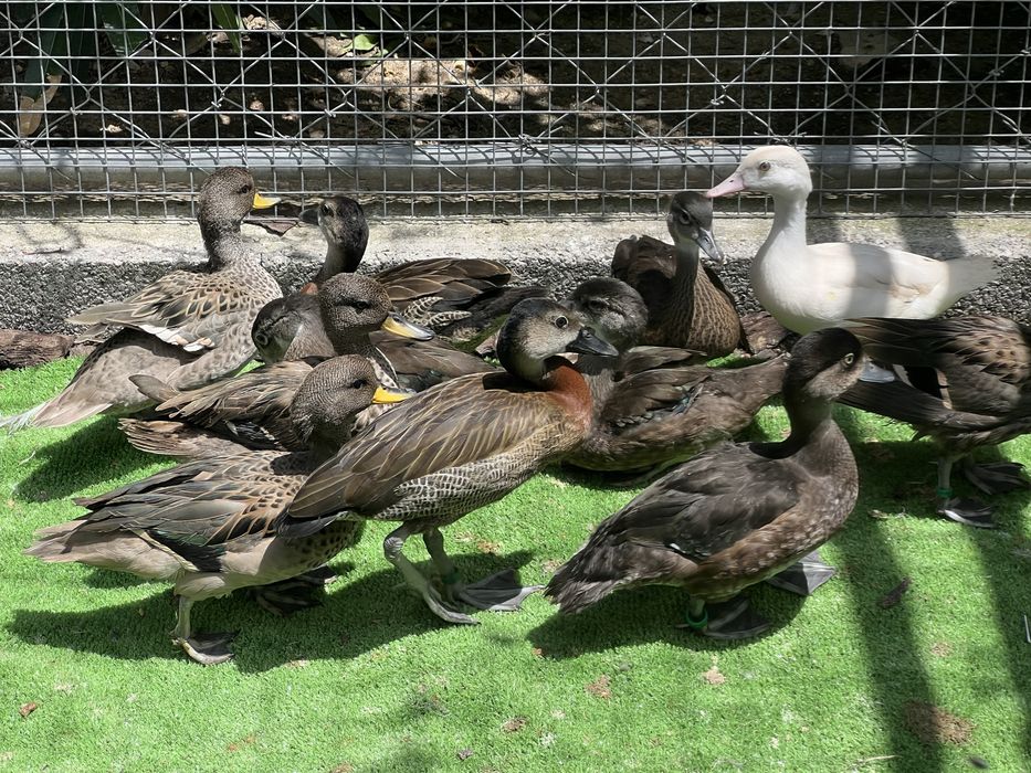 Aves aquáticas / Patos ornamentais e aves limicolas