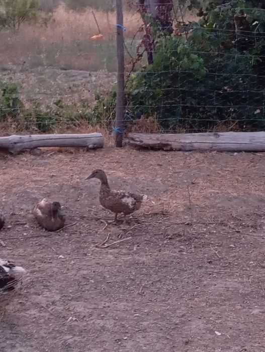 Casal de patos khaki campbell