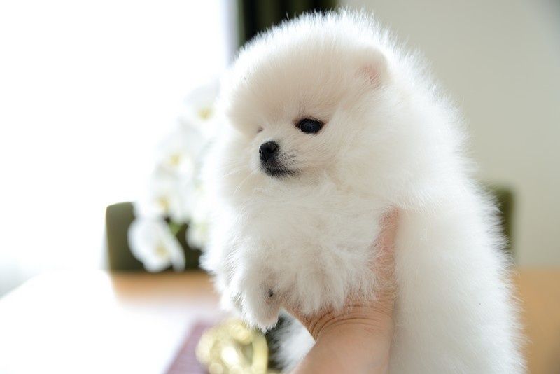 Pomeranian chłopak jasny krem Carlos