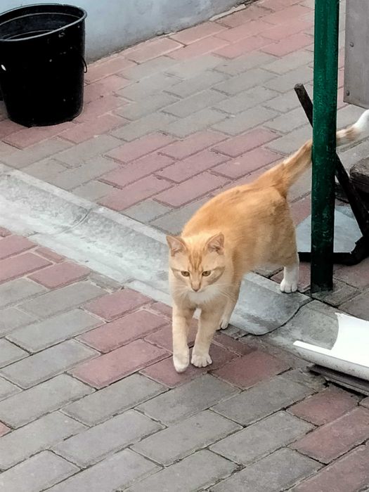 Отдам в хорошие руки котенка 13 мес.