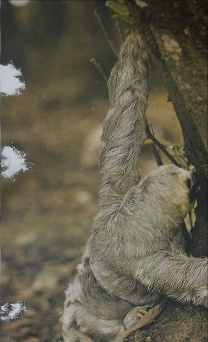 No Continente Americano - Safari Cor (1979)