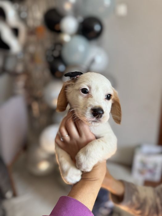 Цуценята спанієля,бронь