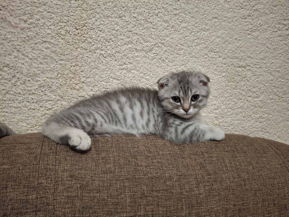 Вислоухий Мурзик ищет невесту