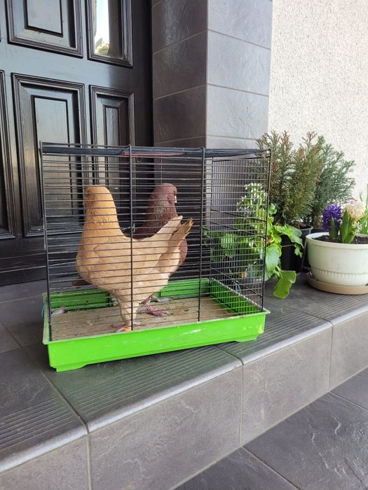 Gołębie kingi ..para