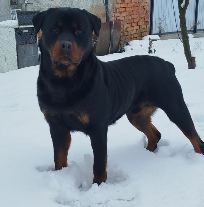 Вязка песика ротвейлера