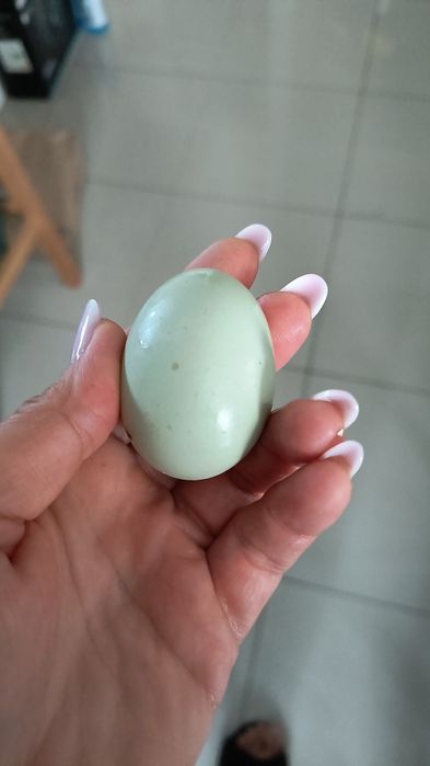 Araucana jaja legowe