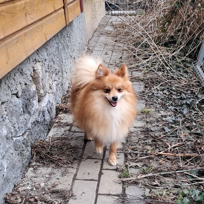 Szpic niemiecki mały