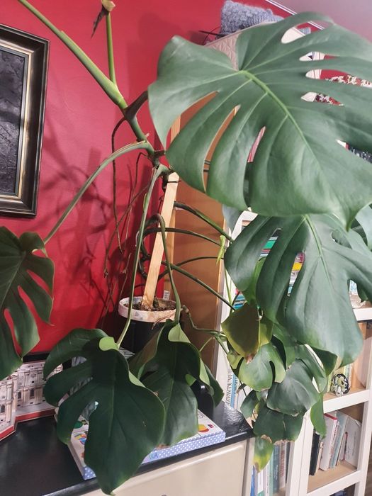 Sadzonki ukorzenione