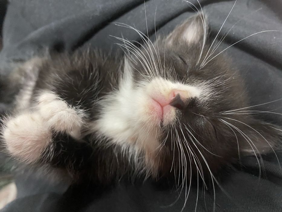 Кошеня ,  дівчинка , 1 місяць і 2 тижні