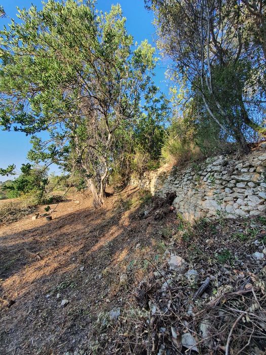 Limpeza e desmatação de terrenos .