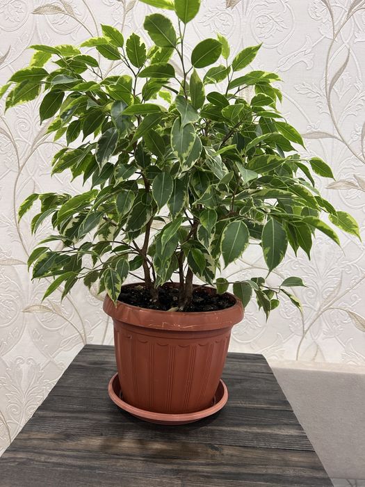 Фікус Бенджаміна