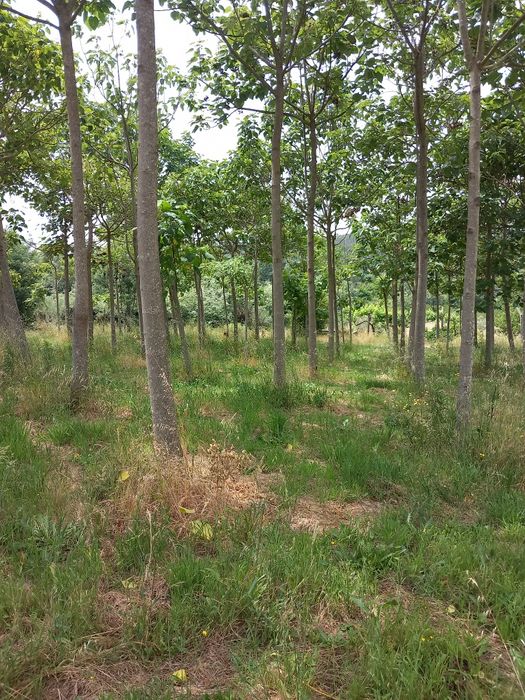 Vendo Ruina e terreno