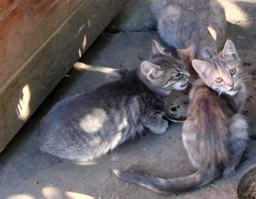 Кошенят віддам в добрі руки