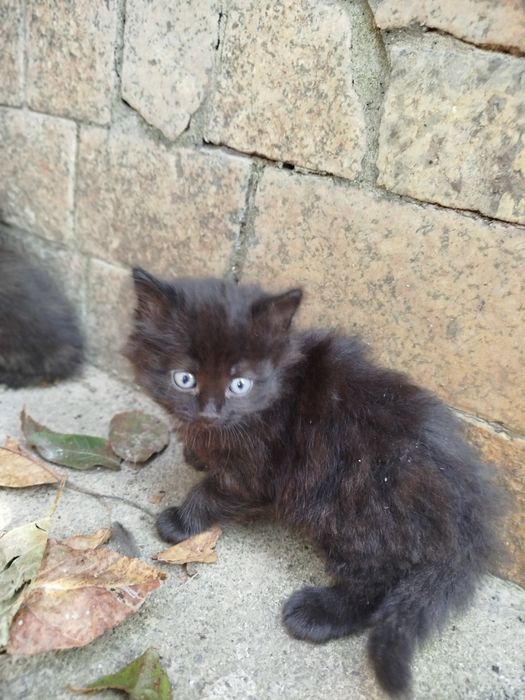 котинята 2 місячні