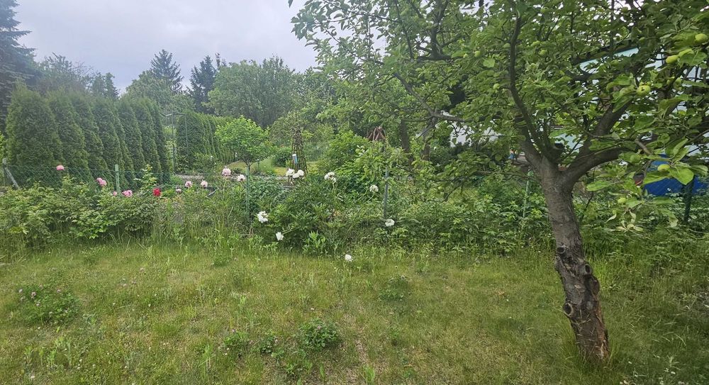 Zielona Działka Pracownicza ROD-Ariadna-Dąbrowskiego 76 - Widok 6
