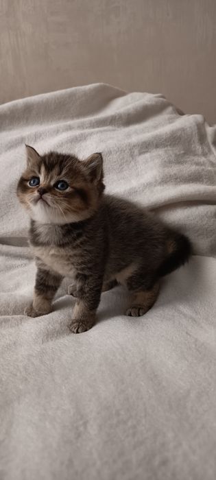 Шотландські кошенята