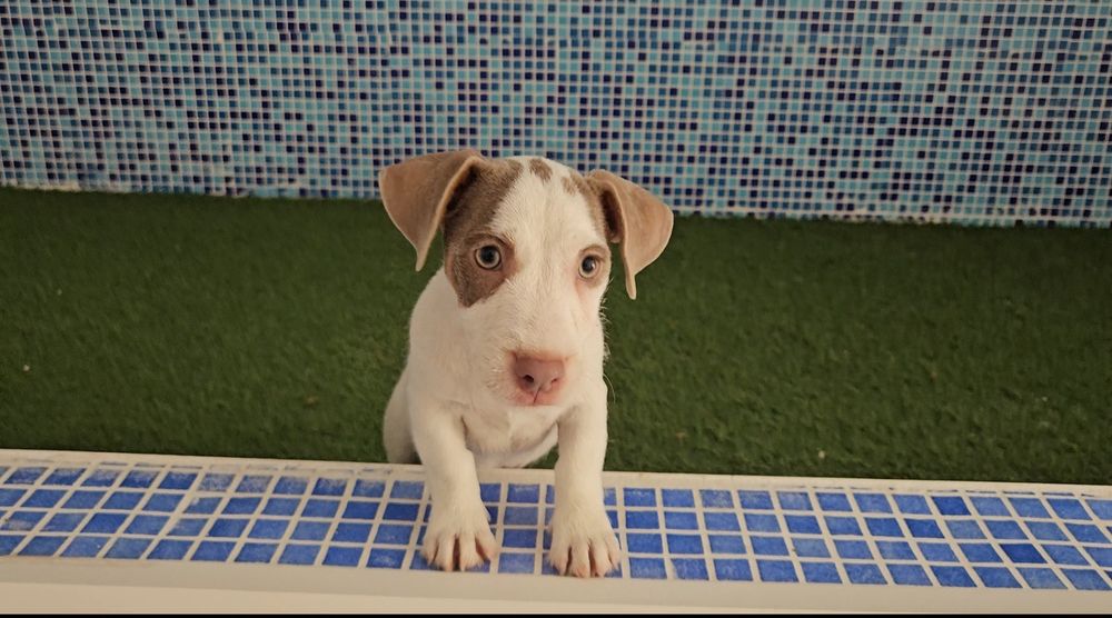 Jack Russel Terrier - Macho exótico
