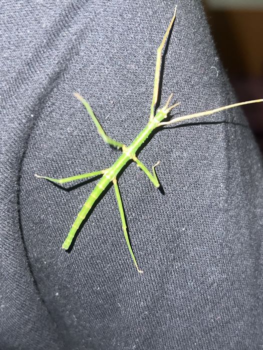 Палочники молоді особини