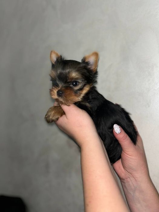 Продам йорка мінідівчинку