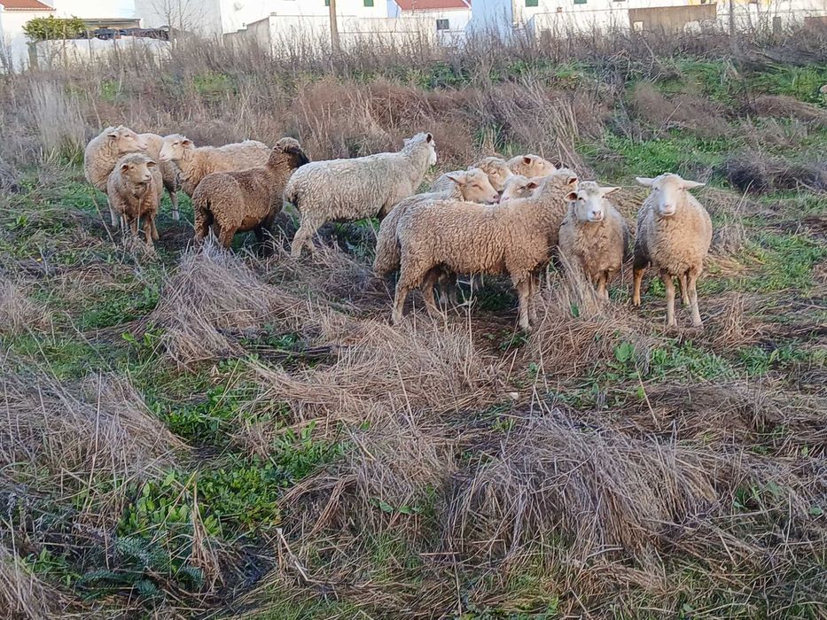 Lot 10 burregas merinas e crusadas