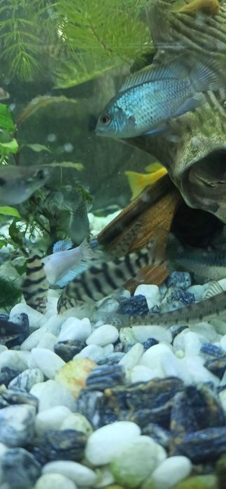 Боція мраморна продаю