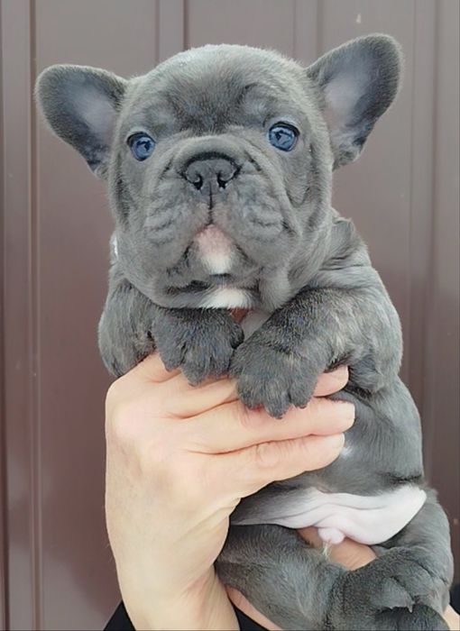 Голубоглазый мальчик голубого окраса французик