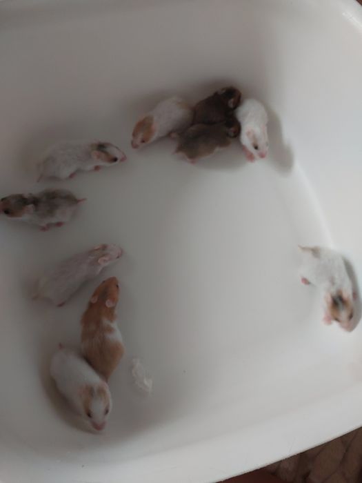 Sprzedam  chomikow syryjskich