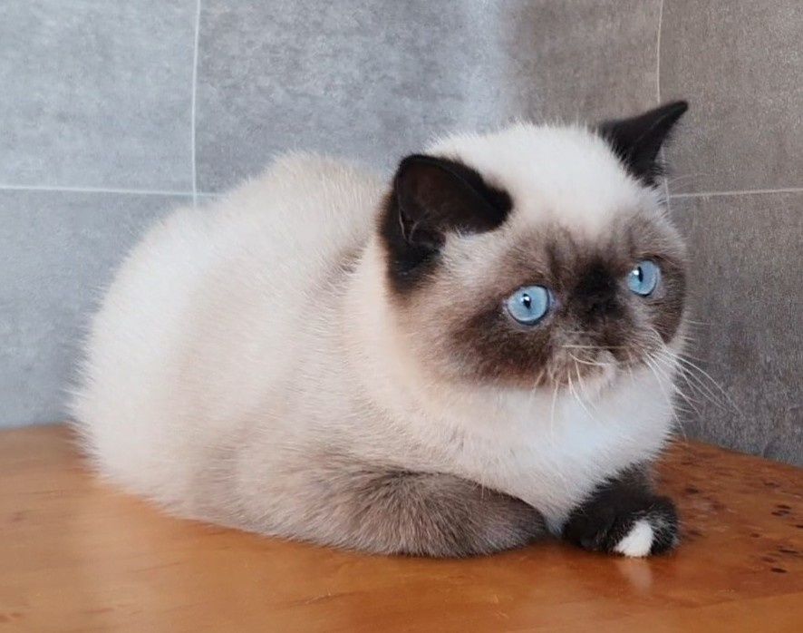 Kocurek Egzotyczny, czy te oczy mogą kła...