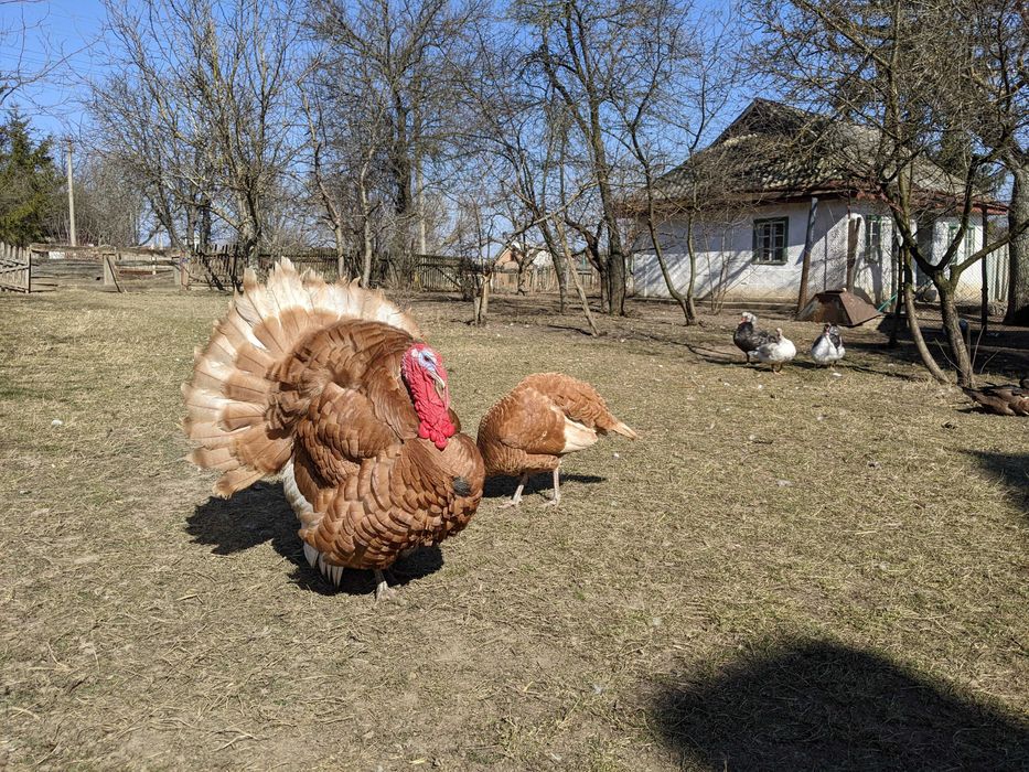 Індики Бурбон інкубаційне яйце