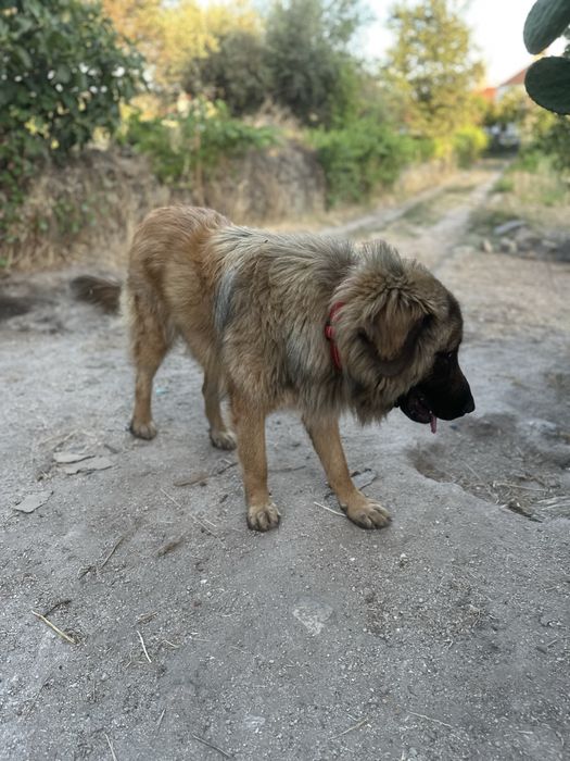 Cão Serra da Estrela para Adoção Responsável