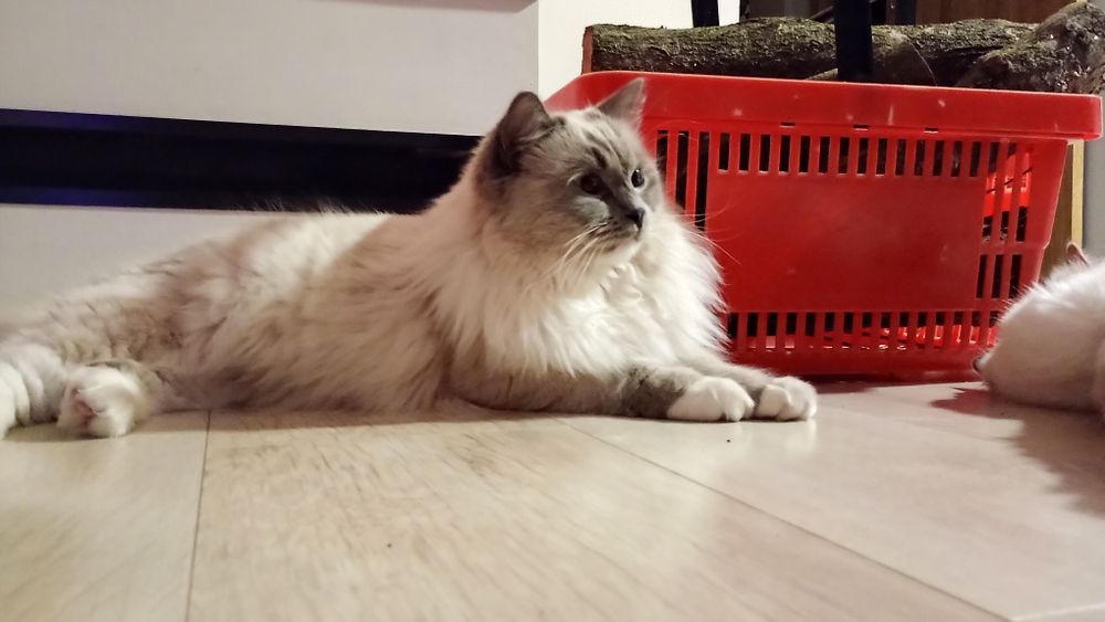Ragdoll piękne Ragdoll