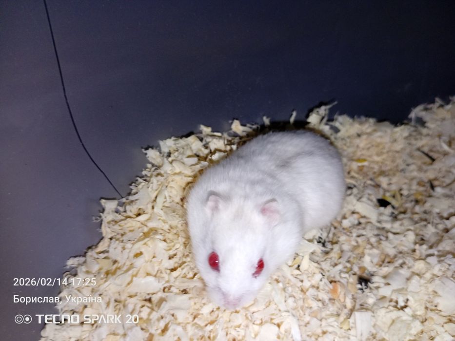 Продам хом'яків джунгариків