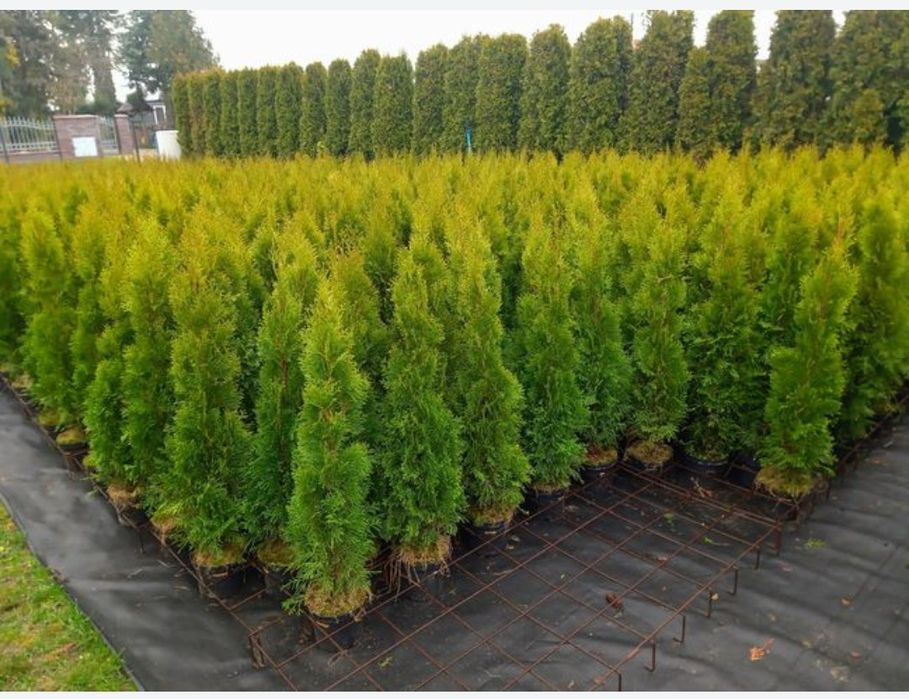 Kora sosnowa 30-80mm 80l