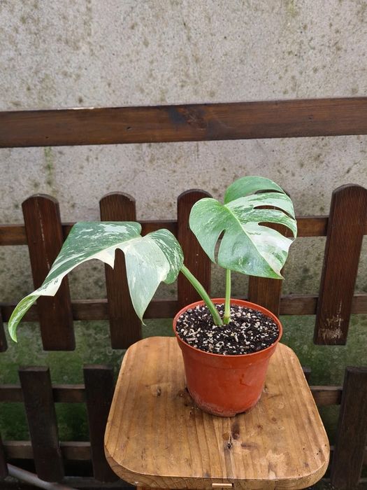 Monstera deliciosa Albo Borsigiana - Monstera Variegata