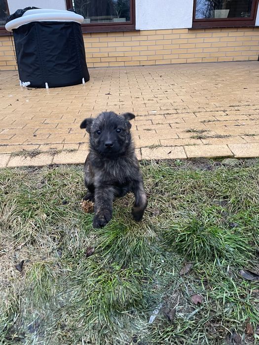 Kundelka oddam w dobre ręce