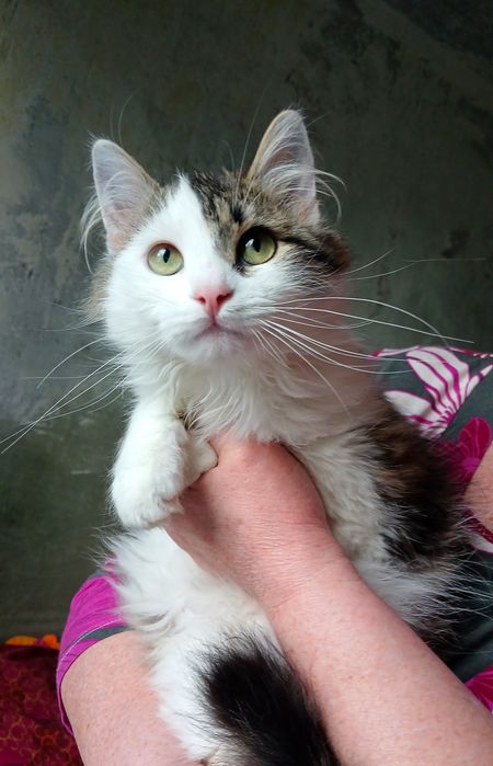 Пушистая котёнок девочка ищет дом! Котята в хорошие руки!