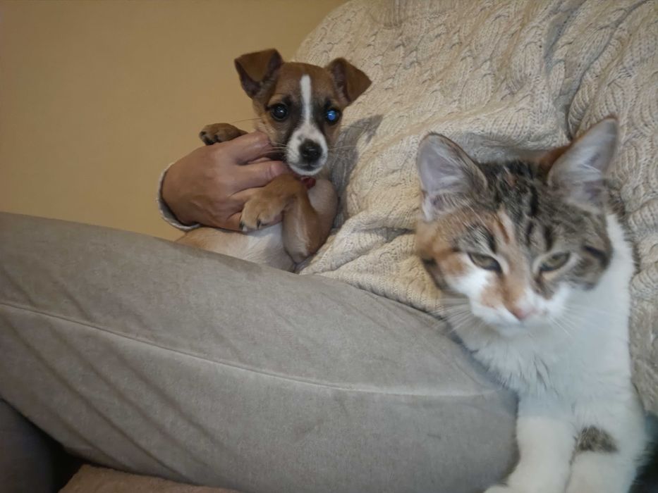 Maleńka, cudna, przeeekochana, bezdomna ok 2-3 mies sunia szuka domu