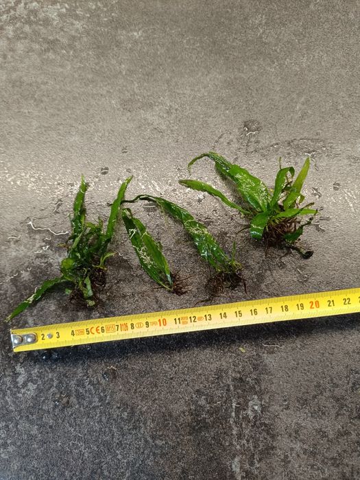 Roślina akwariowa sadzonka Microsorum Pteropus Narrow