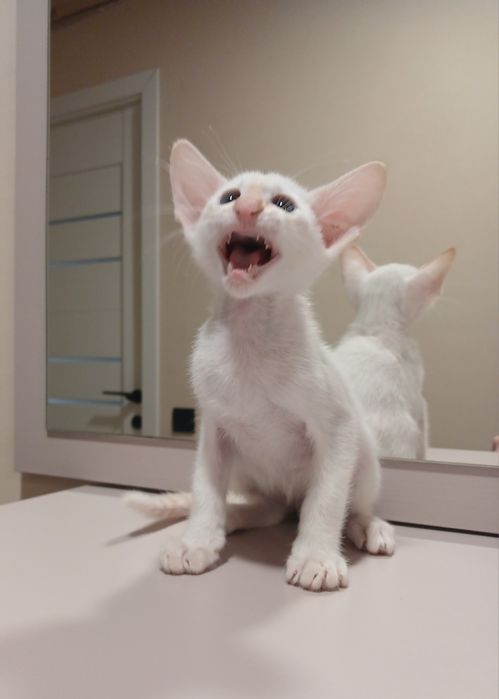 Орієнтальний хлопчик